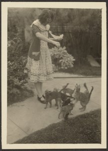Florenz und Katzen von Louis Fleckenstein