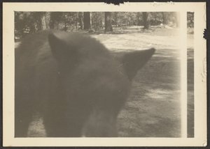 [Freundlicher Bär am Lagerplatz]