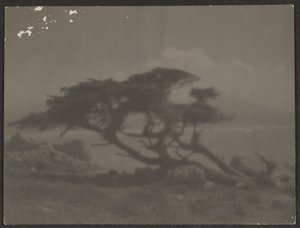 [Landschaft mit Zypressenbaum]