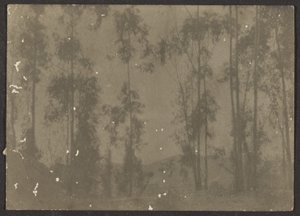 Landschaft mit hohen Bäumen von Louis Fleckenstein