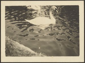 Schwan