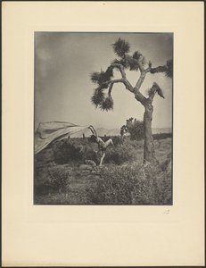 Der Wüstenwind von Louis Fleckenstein