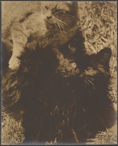 Zwei Katzen