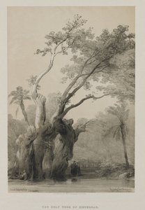 Ägypten und Nubien, Band III: Der heilige Baum von Metereah, 1849 von Louis Haghe