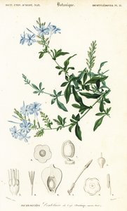 Kap-Bleiwurz, Plumbago auriculata (Gravur)