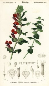 Zigarrenpflanze, Cuphea llavea (Kupferstich)