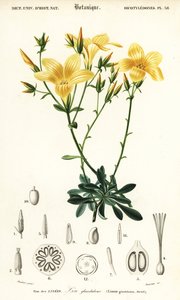 Flachs, Linum campanulatum (Gravur)