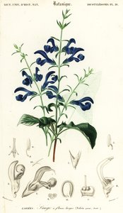 Gentianasalbei oder Spreizender Salbei, Salvia patens (Gravur) von Louis Joseph Edouard Maubert