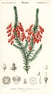 Leuchtende Heide, Erica ardens (Kupferstich)