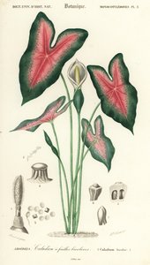 Herz Jesu, Caladium bicolor (Gravur)