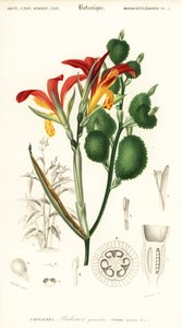 Indisches Blumenrohr, Canna indica (Gravur)