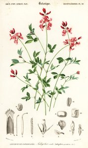 Indigopflanze, Indigofera procumbens (Kupferstich)