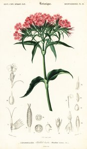 Bartnelke, Dianthus barbatus von Louis Joseph Edouard Maubert