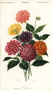 Sorten von Gartendahlien, Dahlia pinnata (Kupferstich)