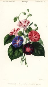 Sorten der Prunkwinde, Pharbitis hispida