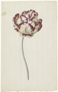 Tulpe