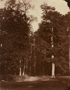 Wald bei Saint-Cloud