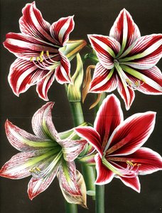 AMARYLLIS HIPPEASTRA (Gravur) von Louis Van Houtte