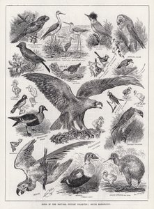 Vögel in der Naturhistorischen Sammlung, South Kensington von Louis Wain