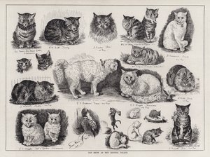 Katzenausstellung im Kristallpalast (Gravur) von Louis Wain