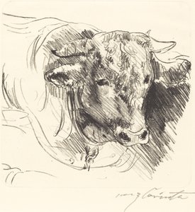 Stierkopf, 1912