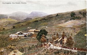Teeplantage im Hochland, Ceylon, ca. 1900-20 (handkolorierte Fotografie)
