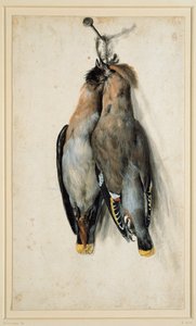 Zwei tote Seidenschwänze von Lucas Cranach the Elder