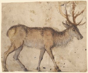 Studie eines Hirsches (recto)