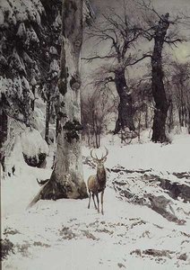 Ein Hirsch im verschneiten Wald
