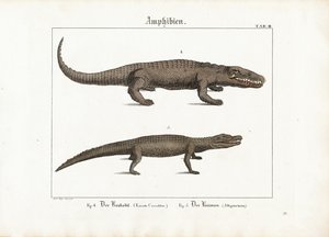 Krokodil und Kaiman