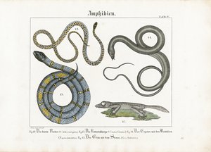Europäische Schlangen und Amphibien