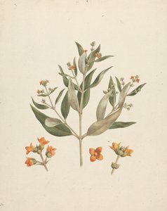 Avicennia marina (Forssk.) Vierh. (Weiße Mangrove): fertige Zeichnung eines blühenden Triebs mit Blütendetails