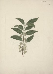 Catha edulis Forssk. (Khath): fertige Zeichnung von Luigi Balugani