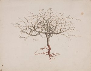 Commiphora gileadensis (L.) C. Chr. (Balsam von Gilead, Opobalsam): fertige Zeichnung der Baumgewohnheit (mit Wurzeln) von Luigi Balugani