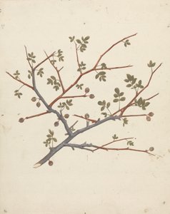 Commiphora gileadensis (L.) C. Chr. (Balsam von Gilead, Opobalsam): fertige Zeichnung eines fruchtenden Zweigs von Luigi Balugani