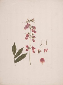 Millettia ferruginea (Hochst.) Baker: fertige Zeichnung mit einigen ausgeschlossenen Details
