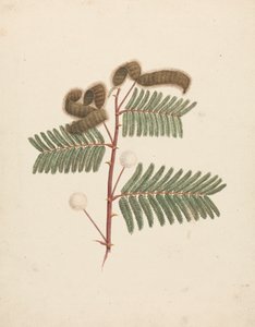 Mimosa pigra (L.): fertige Zeichnung