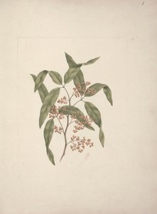 Rhus ? retinorrhoea Oliver: fertige Zeichnung