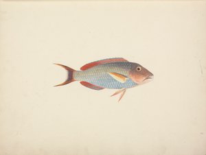 Unidentifizierter Fisch