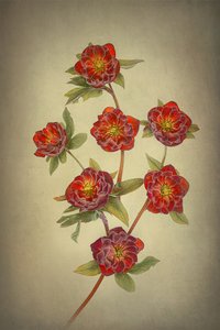 von Lydia Jacobs