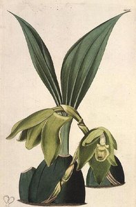 Orchidee: Maxillaria ciliaris, von M. Hart, veröffentlicht von I. Ridgway