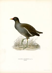 Teichhuhn von Magnus Ferdinand and Wilhelm von Wright
