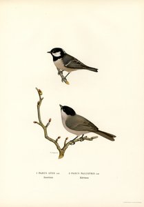 Haubenmeise von Magnus Ferdinand and Wilhelm von Wright