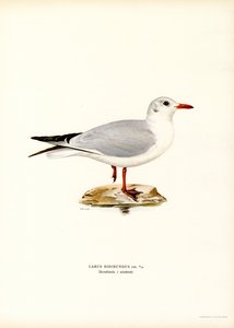 Lachmöwe (Farblithographie) von Magnus Ferdinand and Wilhelm von Wright