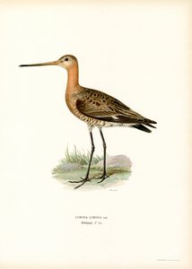 Uferschnepfe