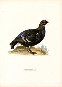 Birkhuhn