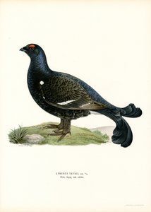 Birkhuhn