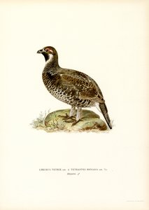 Birkhuhn x Haselhuhn