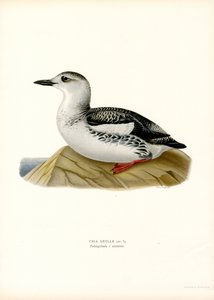 Schwarzweißer Wasserläufer (Farblithographie) von Magnus Ferdinand and Wilhelm von Wright