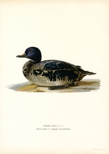 Trauerente von Magnus Ferdinand and Wilhelm von Wright